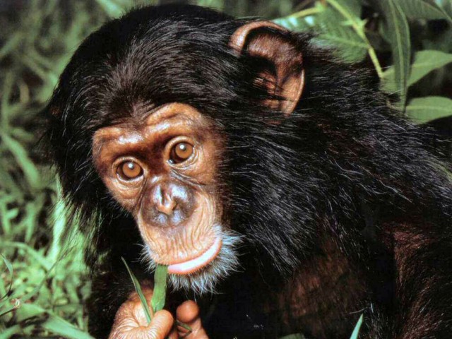 chimpanze01