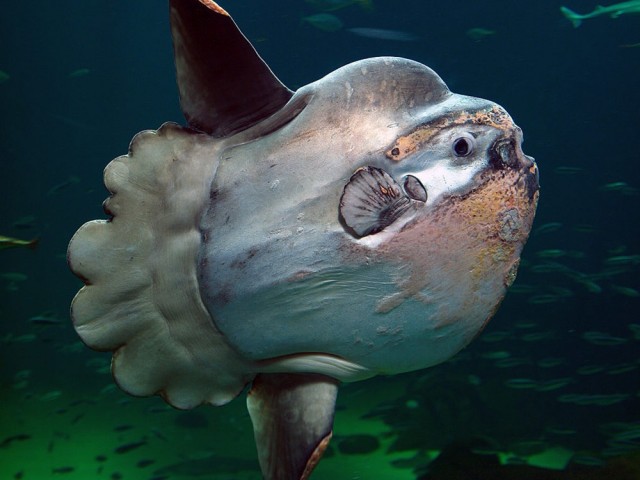 164 MolaMola5-e1471421254491-1024x835