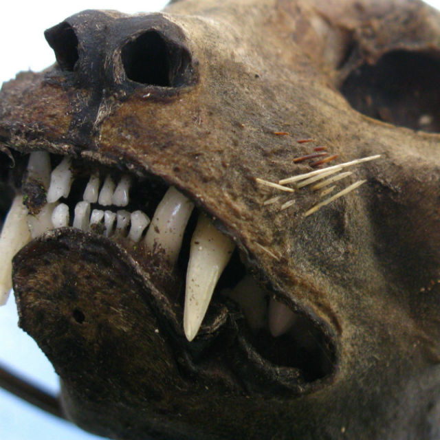 Moggessa_di_Quá_mummified_cat_2008_1004_02