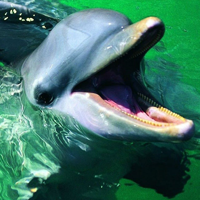1438871571_dolphin_1920x1200_91444