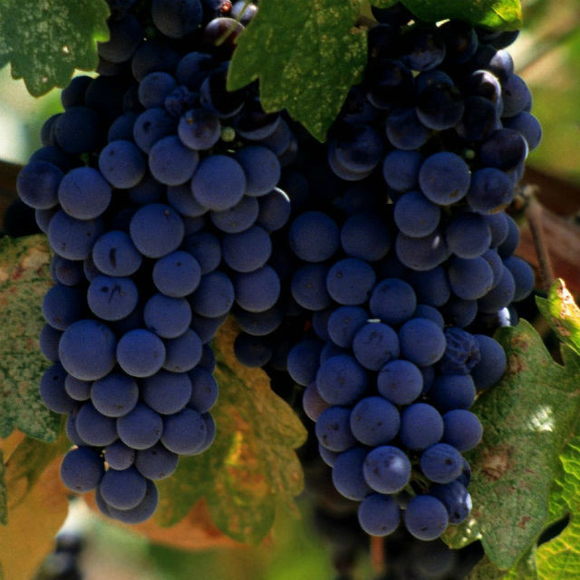 vinograd