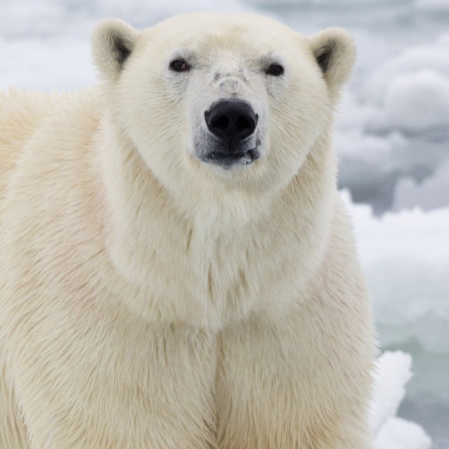 1 o-POLAR-BEAR-facebook
