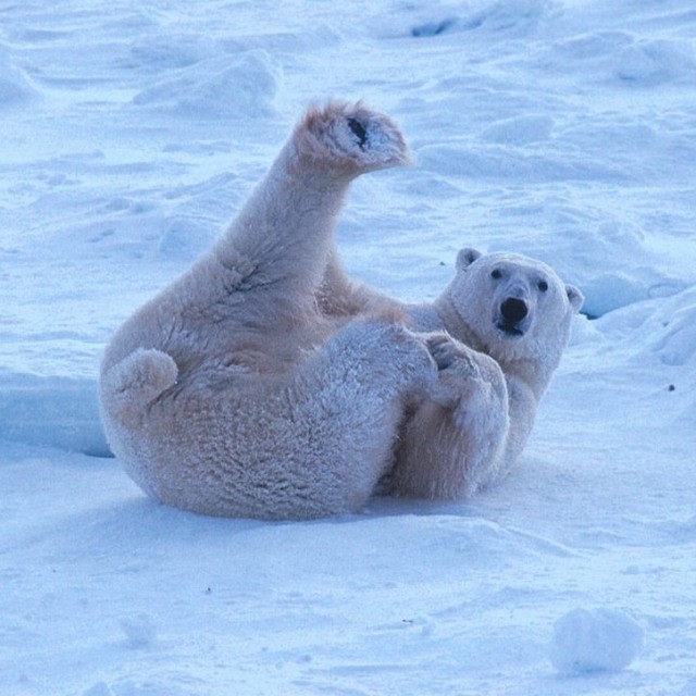 7 polar-bear-lounging-1024x768
