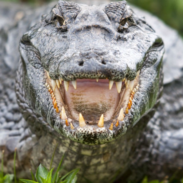 ALLIGATOR