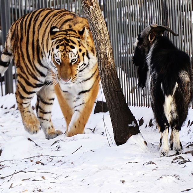 Тигры живущие в россии. В сафари живут тигры.
