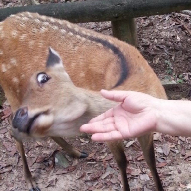 2mini. animal-memes-dont-touch-me-man