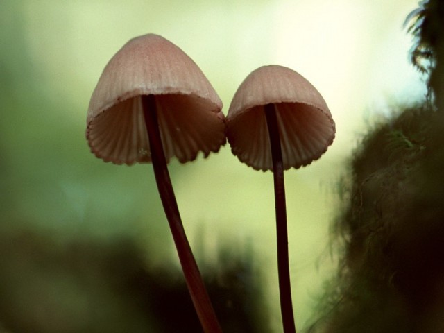 4218_griby_mox_1600x1200_(www.GetBg.net)