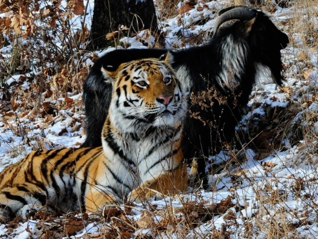 Как поживает козел который жил с тигром. Амур и Тимур. Амурский тигр в Приморском крае. Амура Тимура фотография. Тимур и Амур приколы.