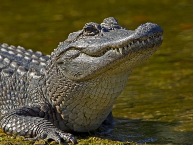 9 alligator-ding-darling-michael-dougherty (copy)