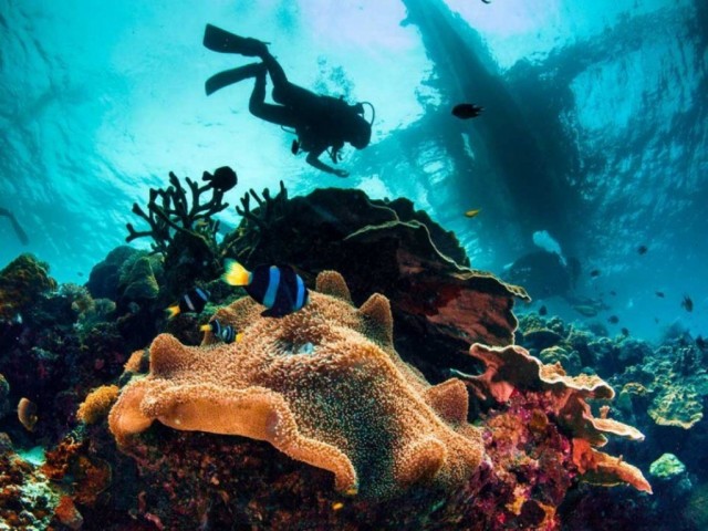 4-1 divers-impact-coral-reef-1050x700 (copy)