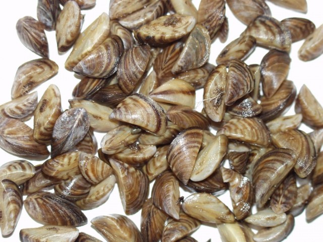 dreissena_polymorpha