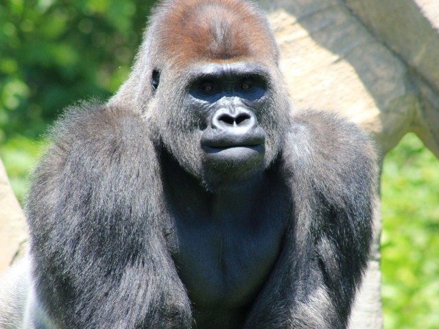 15 gorilla-foto-1 (copy)