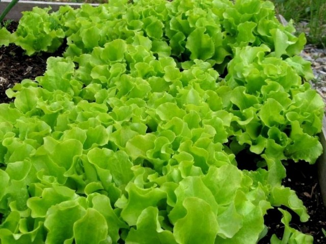 Salat-na-gryadke-1024x768