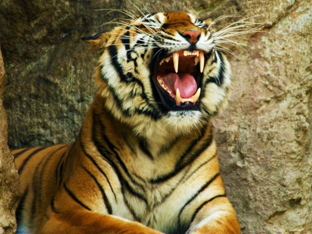 4 zuby_tigra