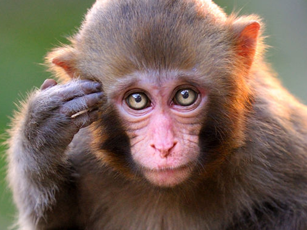 Фотограф снял муки матери-обезьяны, которая думала, что ее м