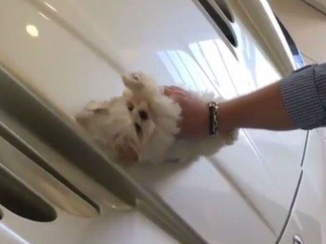 dog4