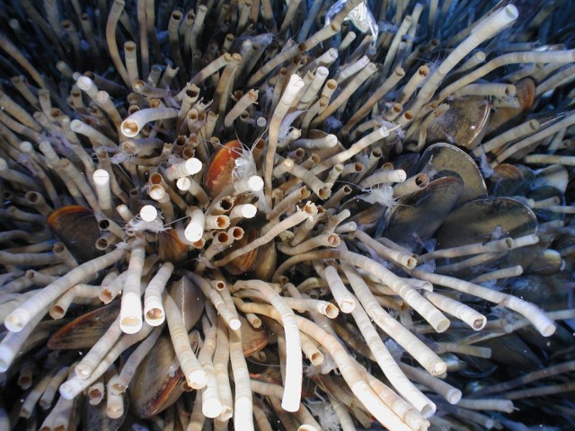 isthisgulfof