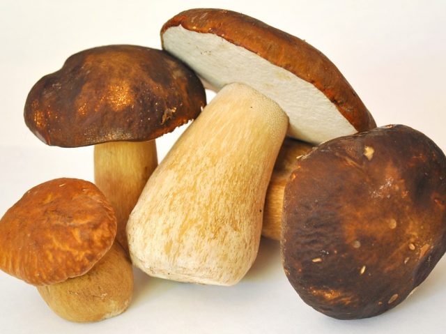 mushroom-913499_1280