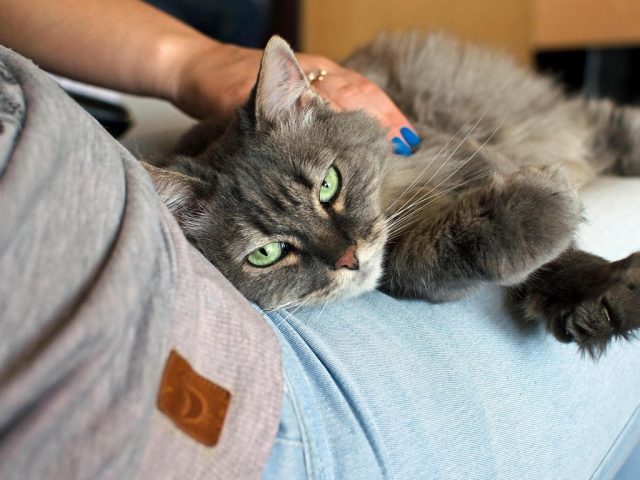 cat-1148305_1280