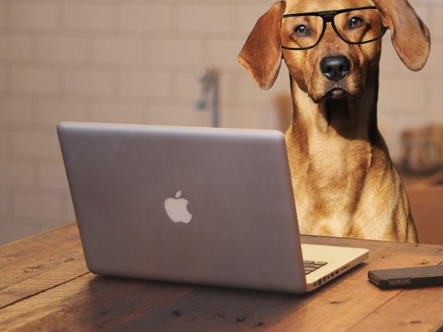 dog-2983021_1280