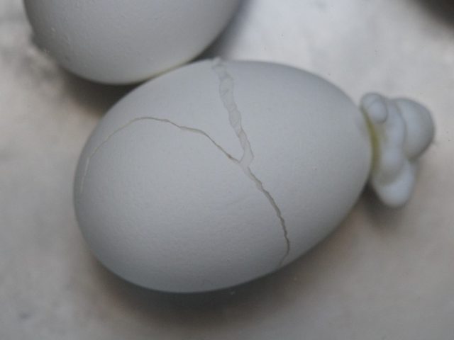 egg-696517_1280