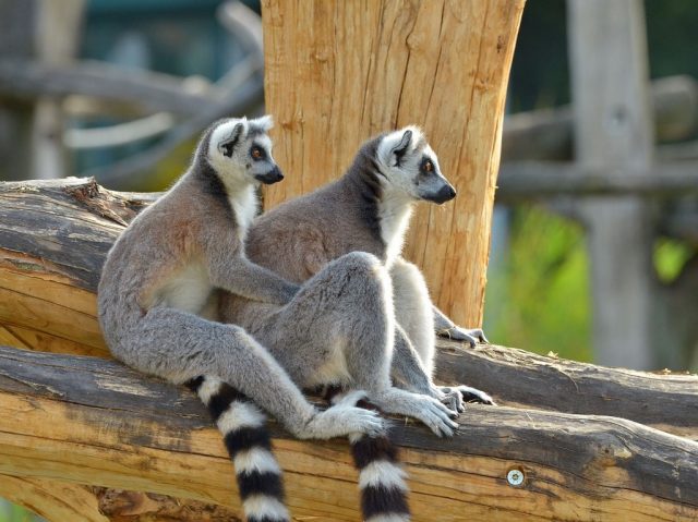 ring-tailed-lemur-2641908_1280