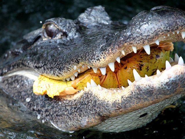 alligator-1133030