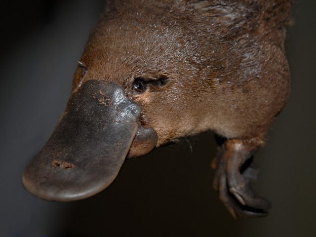 platypus_1
