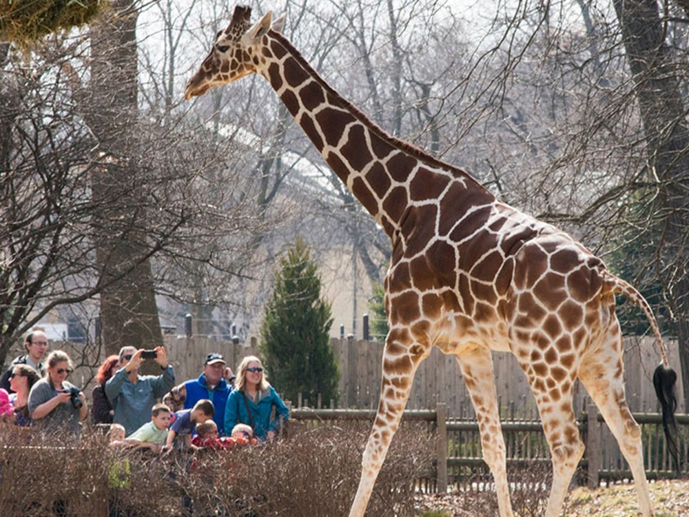 Жираф в зоопарке сколько лет