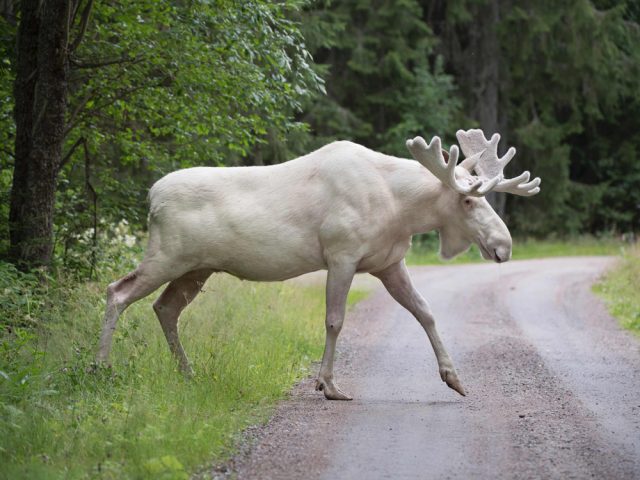 SWEDEN-ANIMAL-MOOSE-WHITE