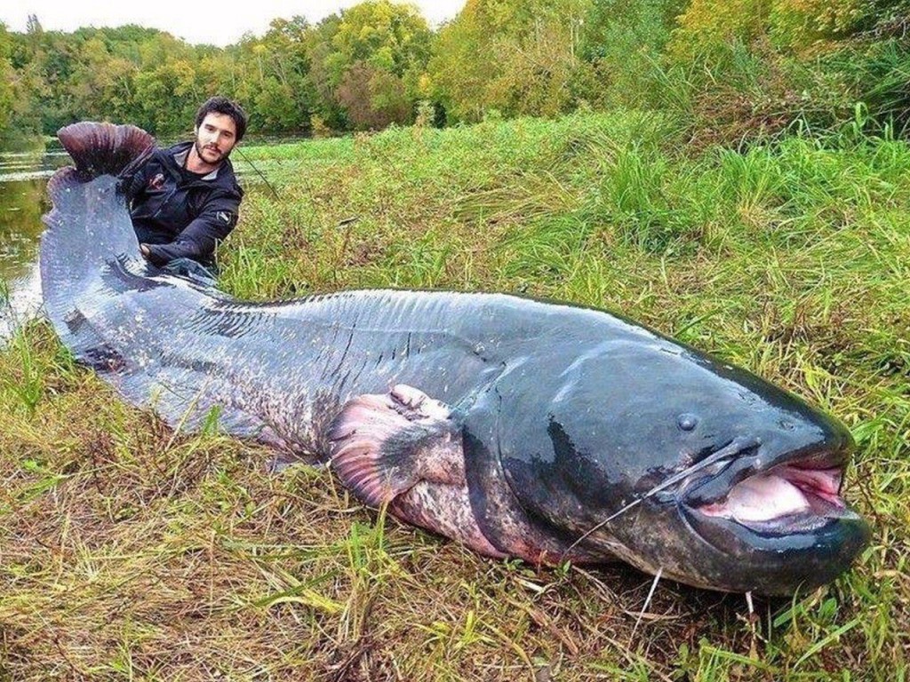 Огромный насколько. Самый большой сом. Самая большая рыба сом. Гигантские рыбы.