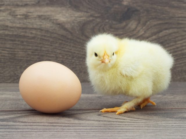 215 chicken-or-egg
