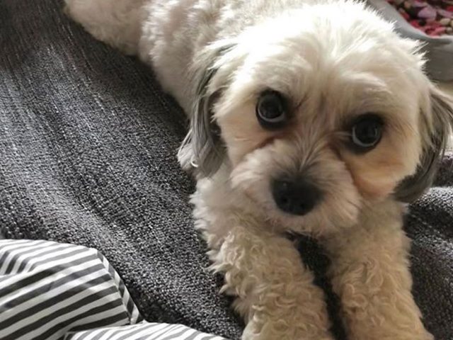 216 stolen-owner-dentures-monster-dog-maggie-5b8d22bd95352__700