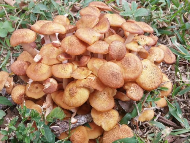 fungus-517397_1280