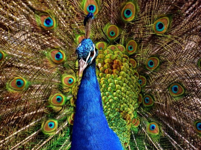 peacock-2479685_1280