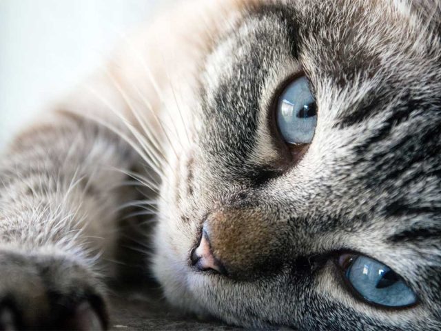 кошка