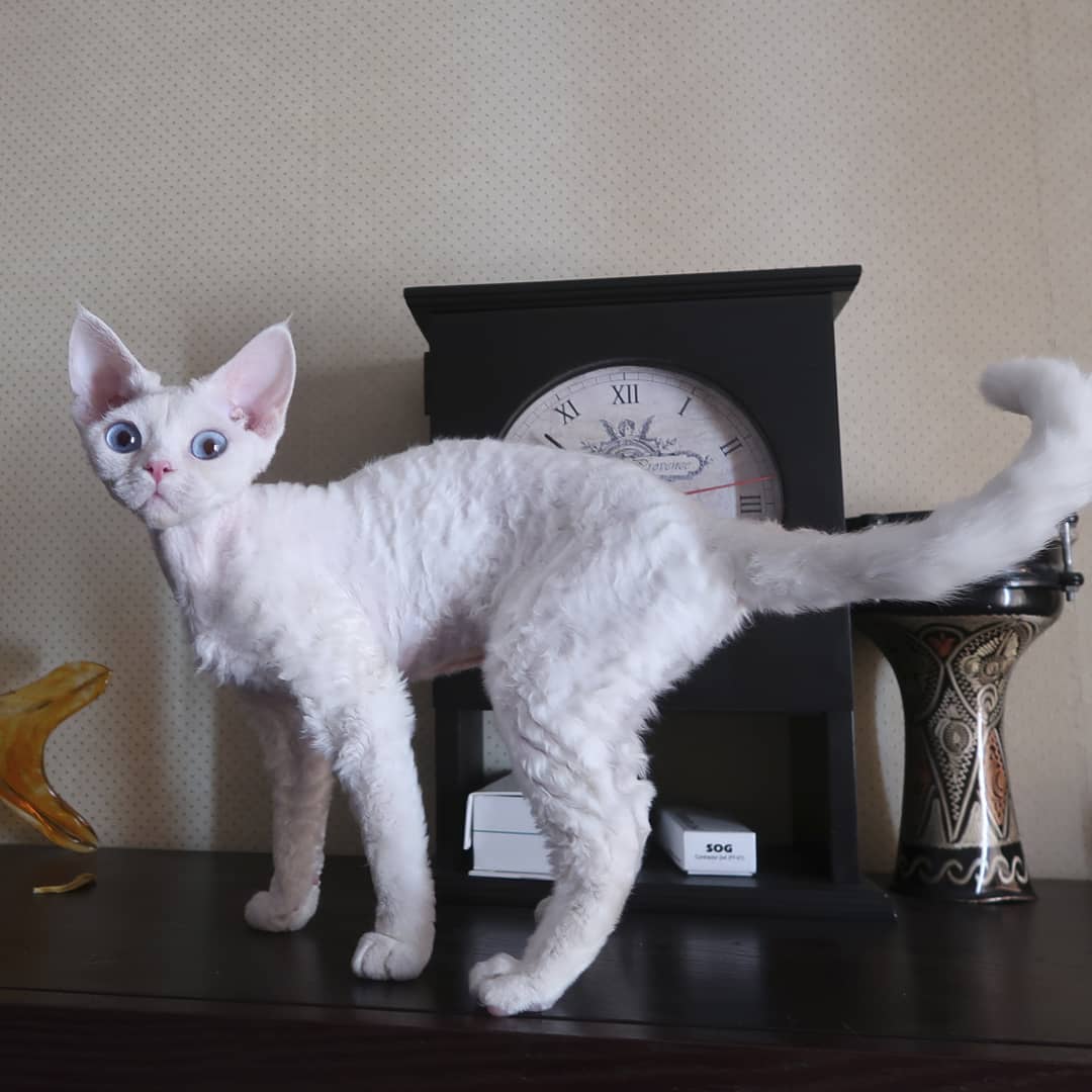 Девон рекс кот кудрявый белый
