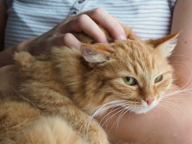 Кошка