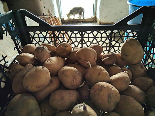 Картофель