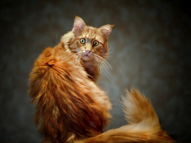 753