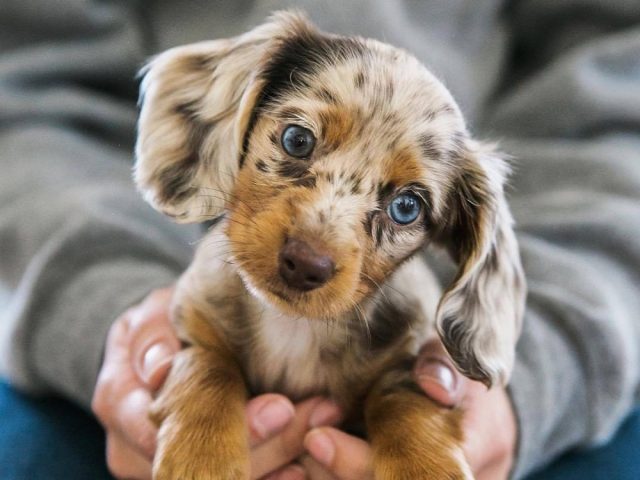 m1505648722_363_cute-baby-animals