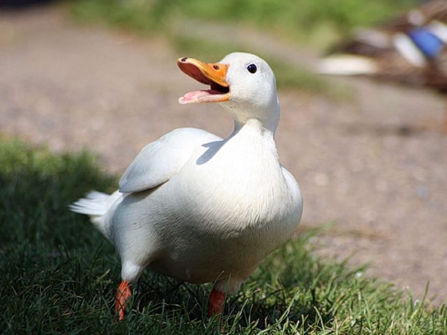 Утка
