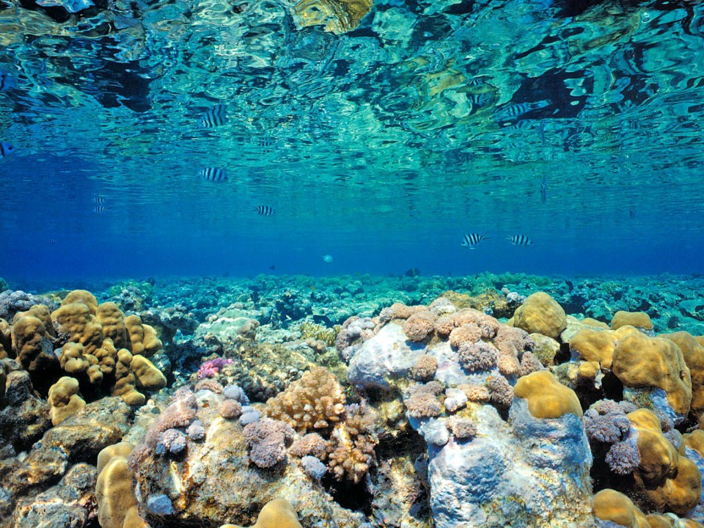 Океан фото под водой на глубине