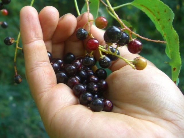 BlackCherry01