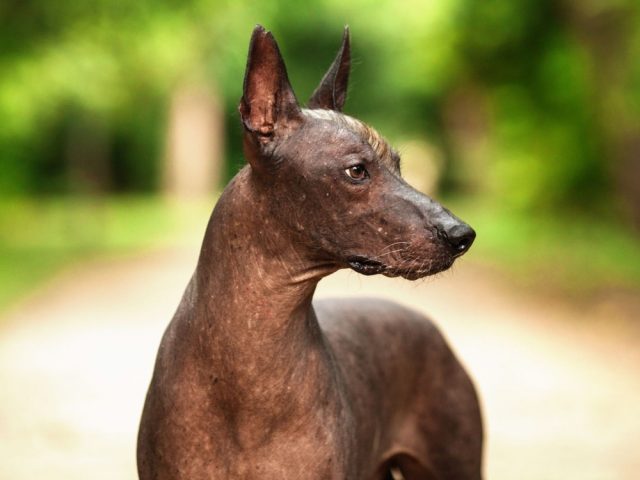 m7-6-xoloitzcuintli-dog