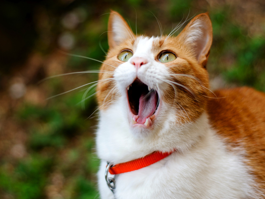 ����� ���������� ���� ������� ���� ������ �����, �����