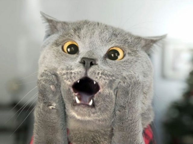кошка