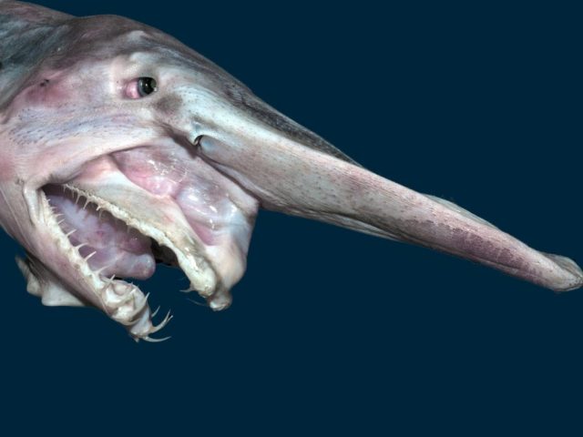 goblin_shark