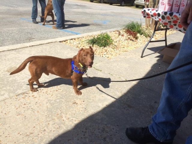 m04. rami-pitbull-dachshund-5