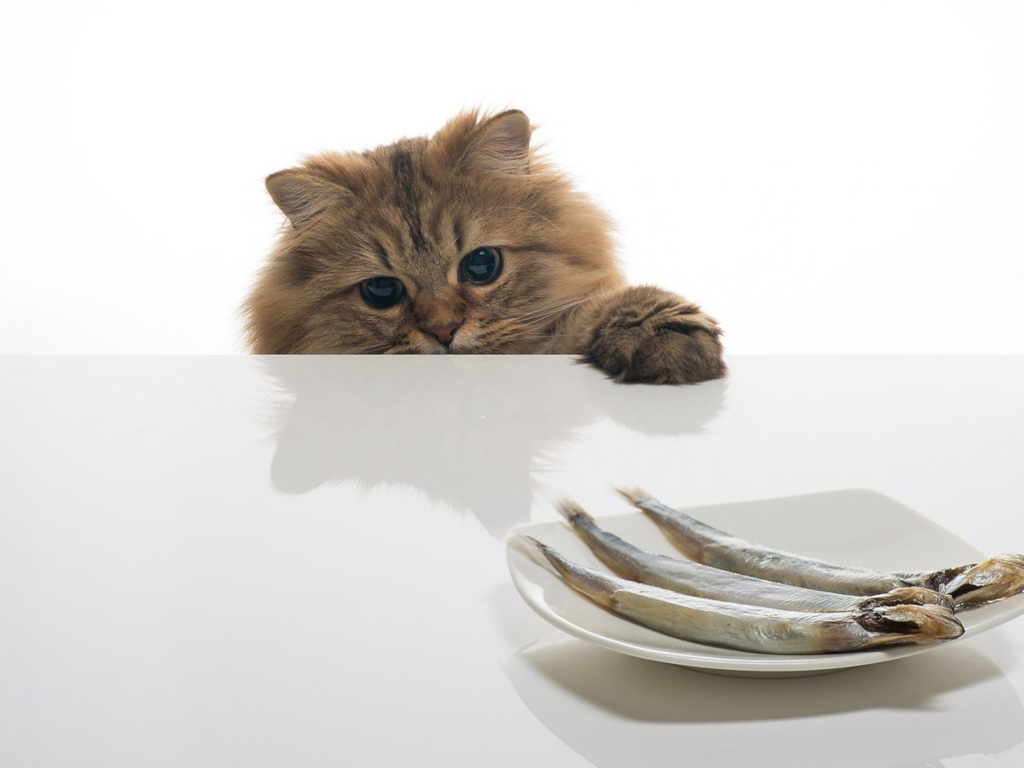 Сеть покорил ролик, где кот ест лапами как человек - KICK.MEDIA